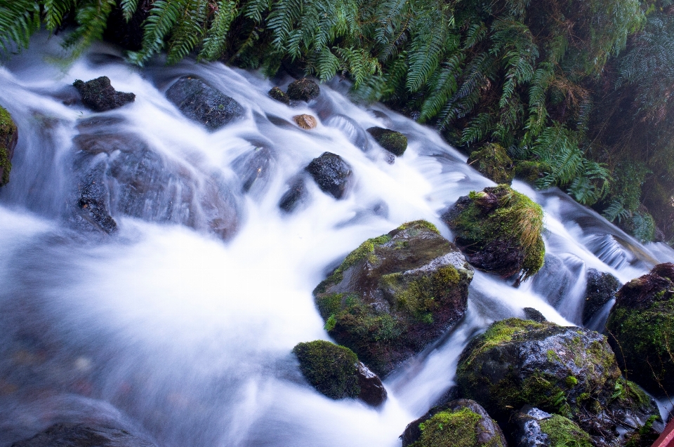 Baum wasser natur rock