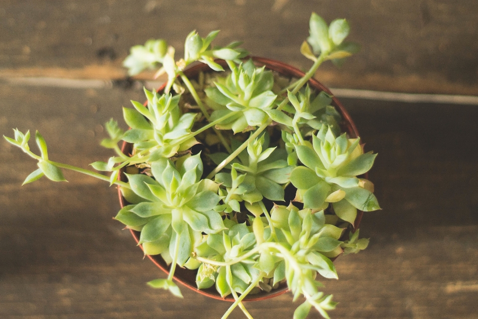 树 植物 叶子 花