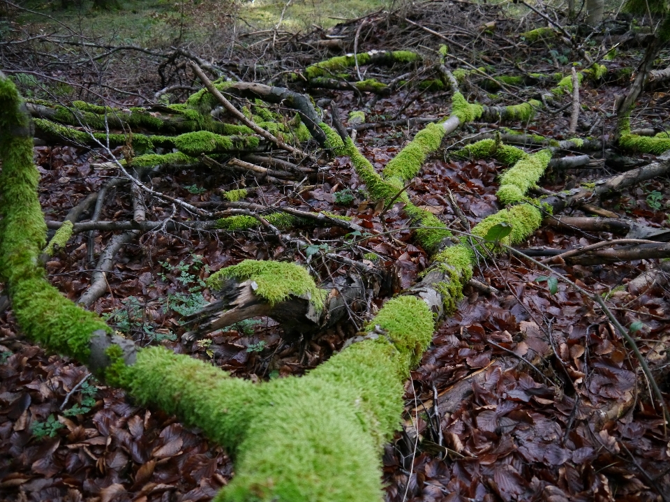 Arbre forêt bifurquer usine