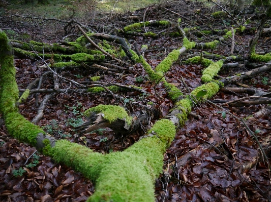 Tree forest branch plant Photo