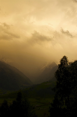 Landscape tree nature forest Photo