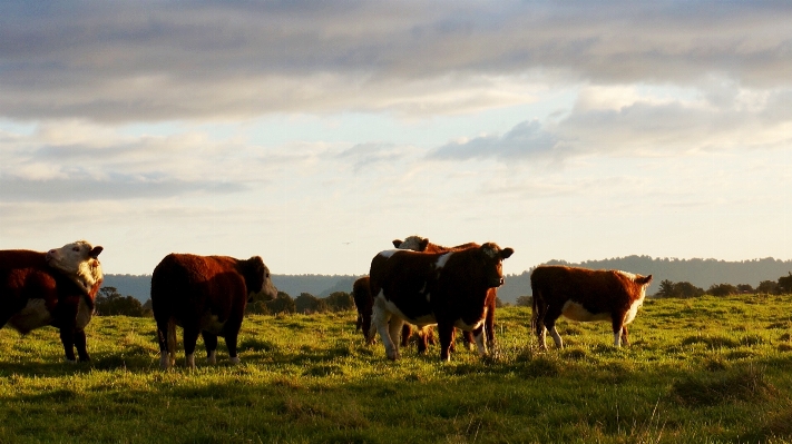 Photo Paysage champ prairie
 animal