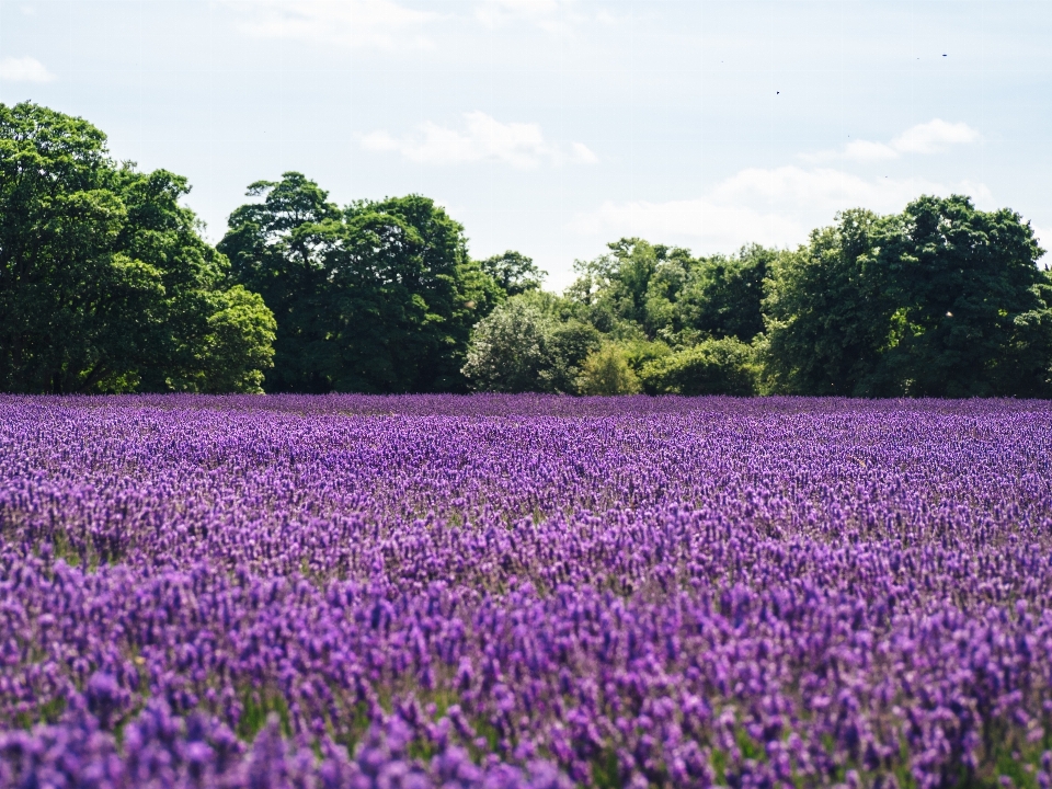 Plant field meadow flower