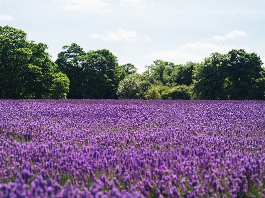 Plant field meadow flower Photo