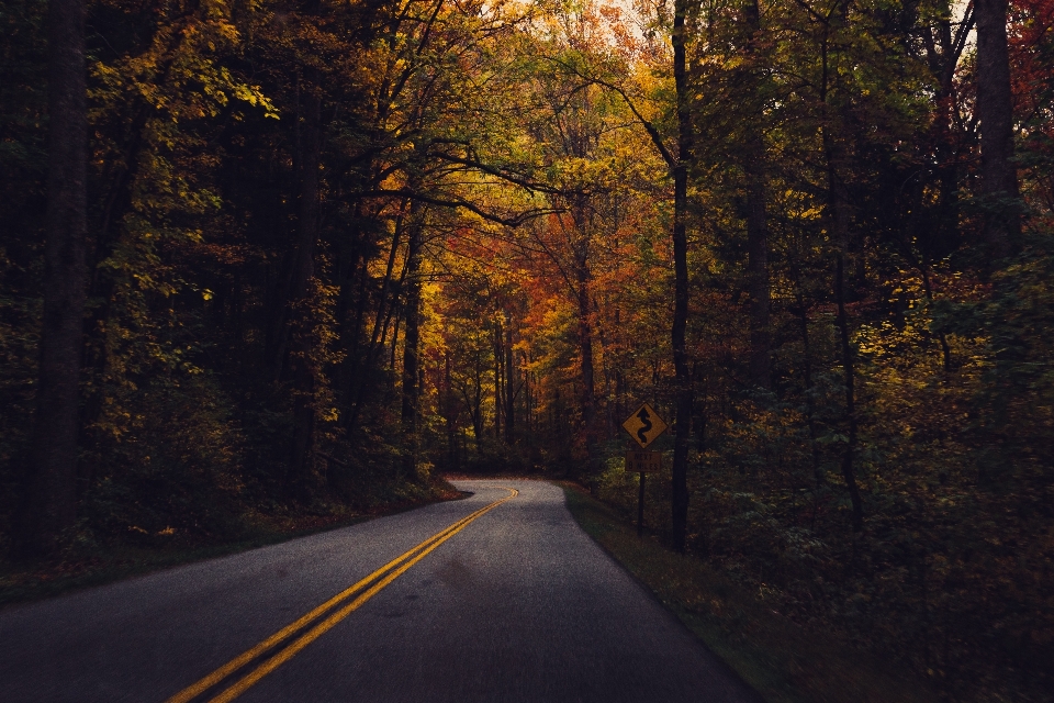 Pohon alam hutan jalan