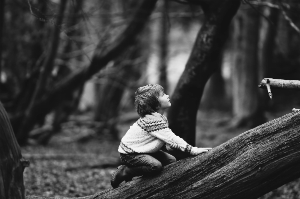 Tree nature forest black and white Photo