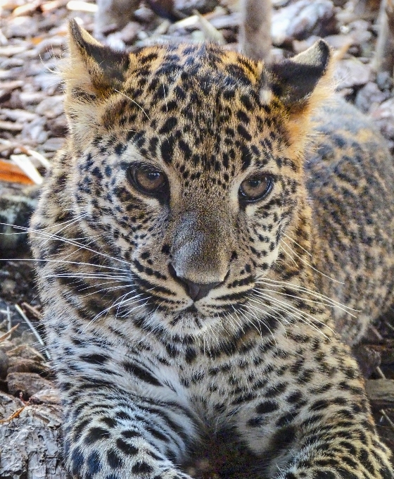 Faune zoo mammifère fauna