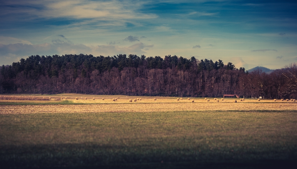 Landscape tree nature forest