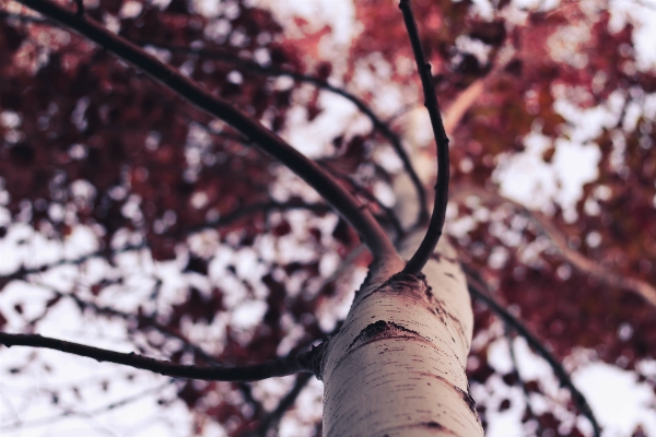 Photo Arbre bifurquer fleurir neige