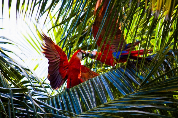 Tree nature branch bird Photo