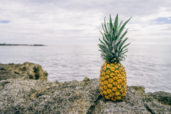 Foto Laut pohon alam rumput