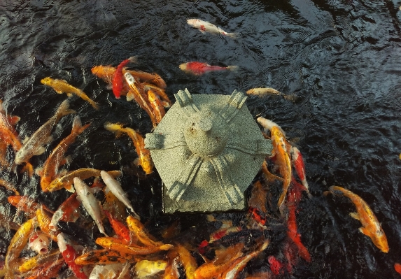 Foto Makanan laut fauna kepiting