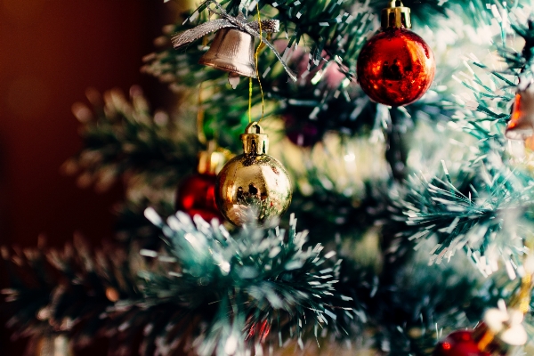 Foto Albero ramo inverno pino