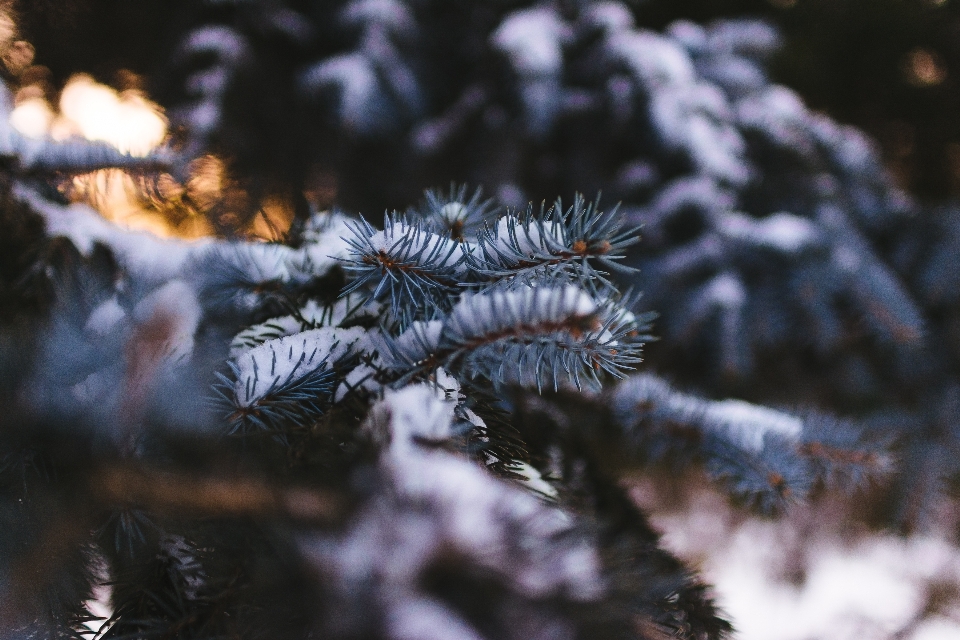 Tree nature branch snow