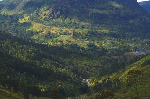 Landscape tree forest wilderness Photo