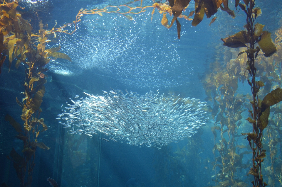 Mar agua océano luz de sol