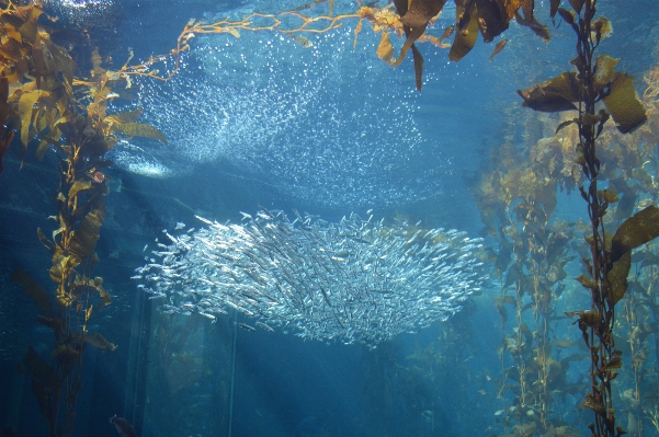 Sea water ocean sunlight Photo