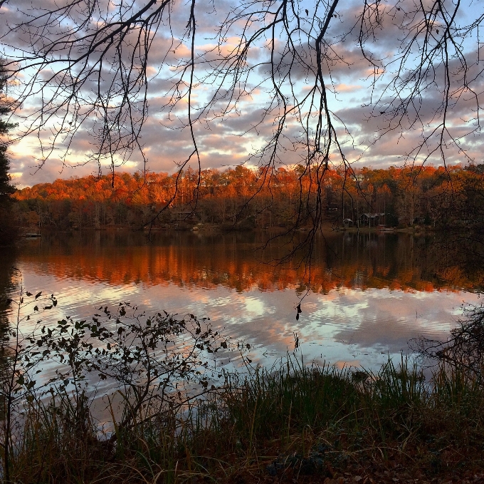 пейзаж дерево вода природа