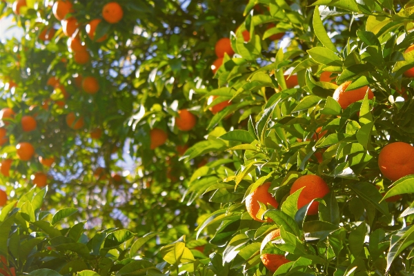 Tree branch plant fruit Photo