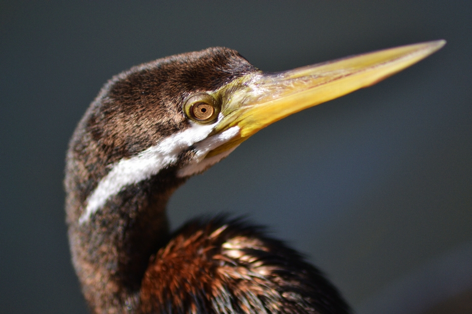 Oiseau aile faune le bec