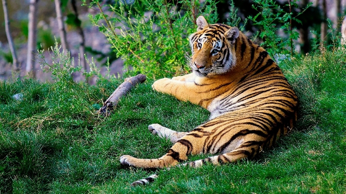 Foto Animal animais selvagens jardim zoológico selva