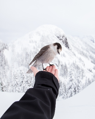 Hand snow winter bird Photo