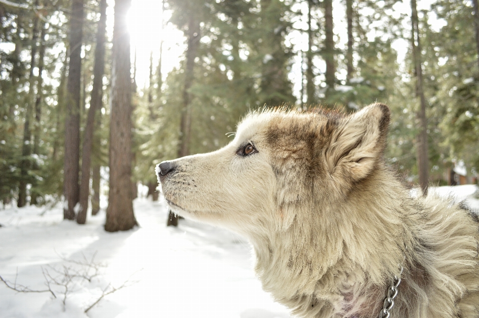 Bosque nieve invierno perro