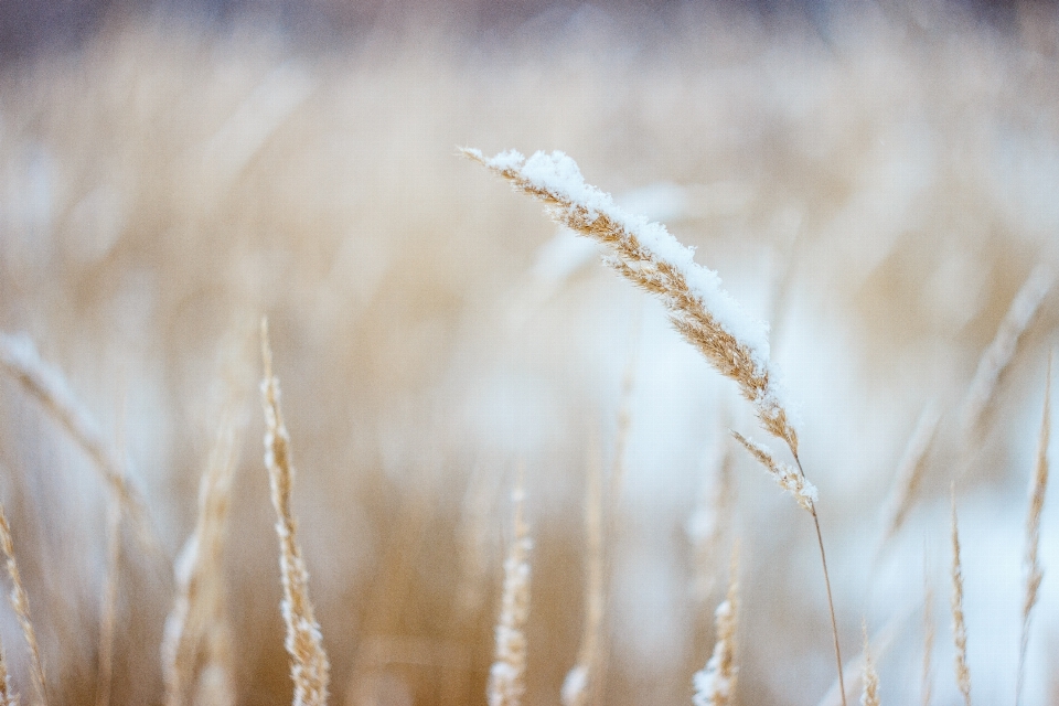 Nature grass branch cloud