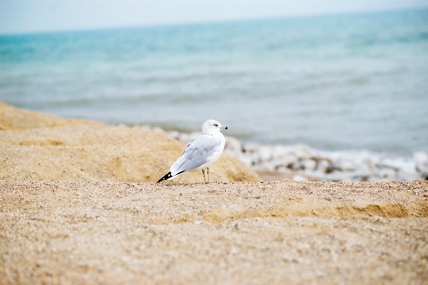 Beach sea coast sand Photo