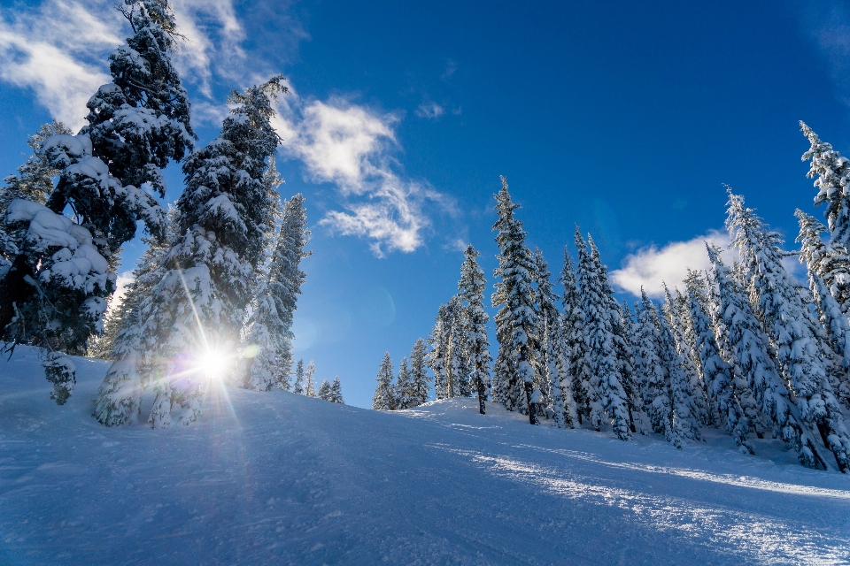 Baum berg schnee kalt