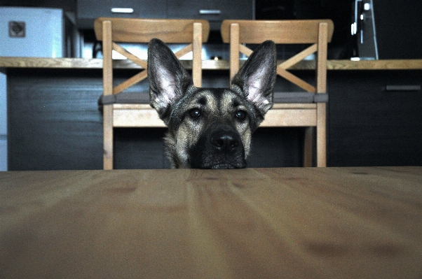 Foto Cane mammifero come mammifero
