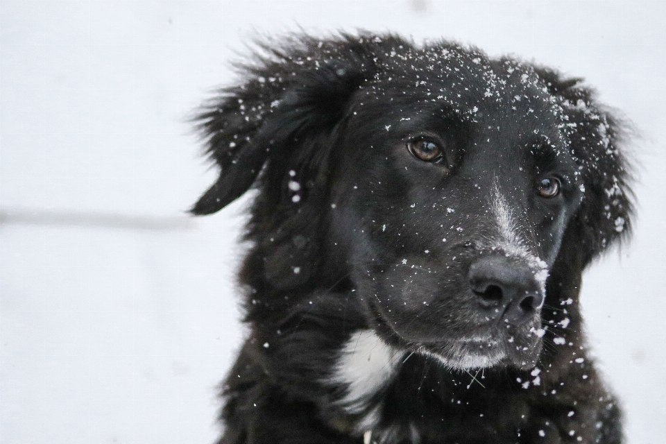 雪 冬天 小狗 狗