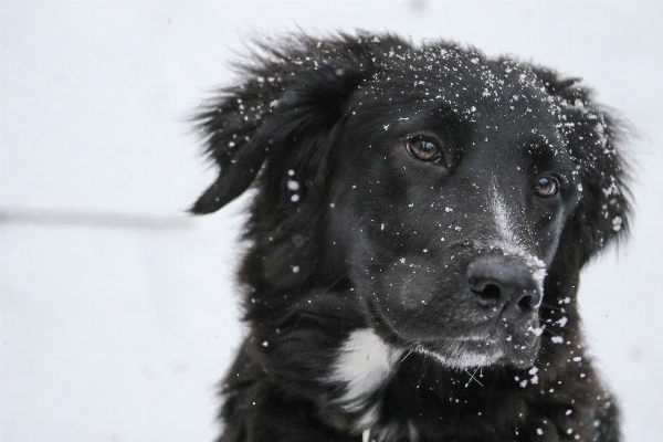 Snow winter puppy dog Photo