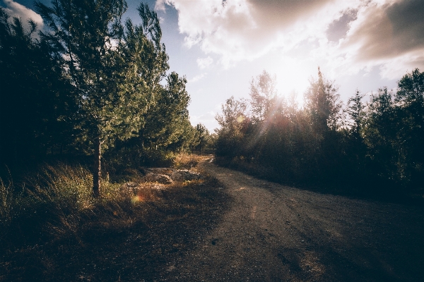 Landscape tree nature forest Photo