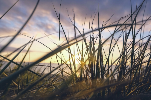 Beach landscape tree nature Photo