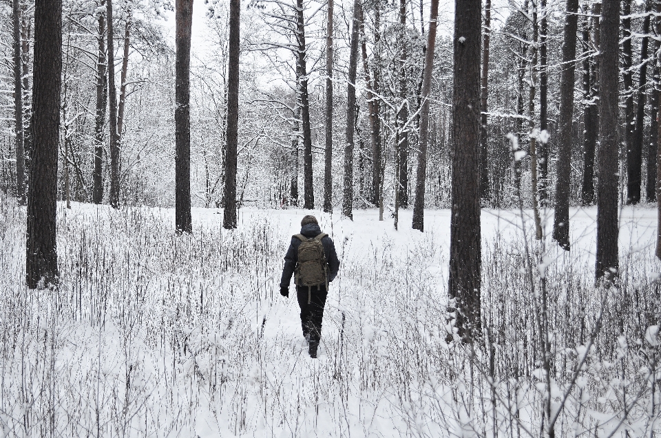 Baum wald schnee winter