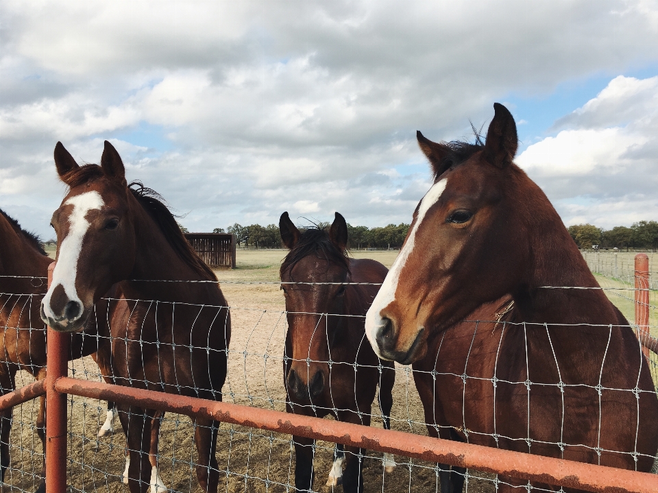 Fence animal ranch horse