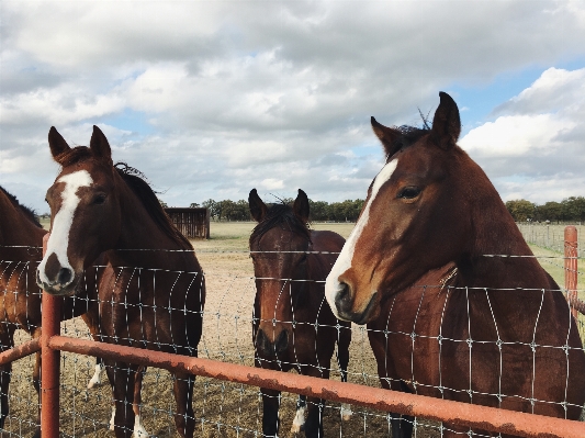 Fence animal ranch horse Photo