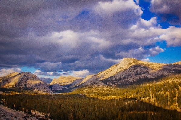 Landscape tree nature wilderness Photo