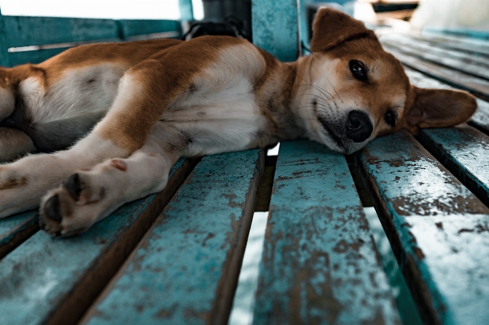 Plank puppy dog animal