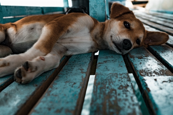 Foto Tavola cucciolo cane animale