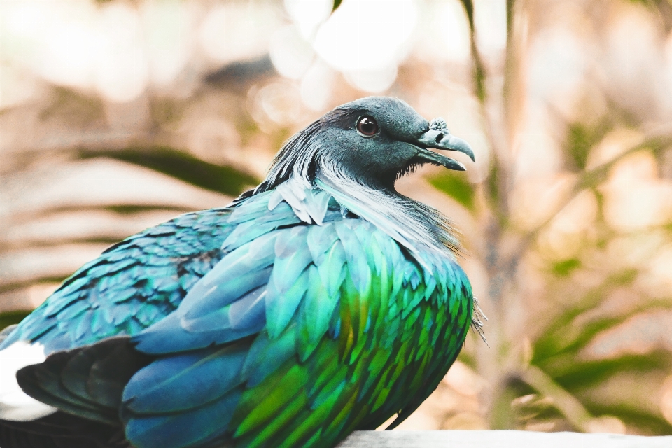 Nature branch bird wing