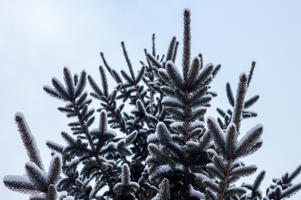 Arbre bifurquer neige hiver