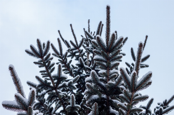 Tree branch snow winter Photo