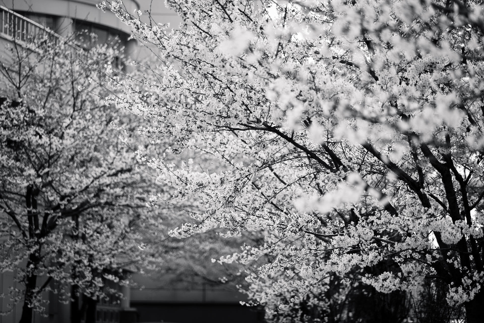 Arbre bifurquer fleurir noir et blanc
