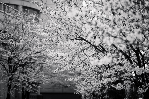 木 ブランチ 花 黒と白
 写真