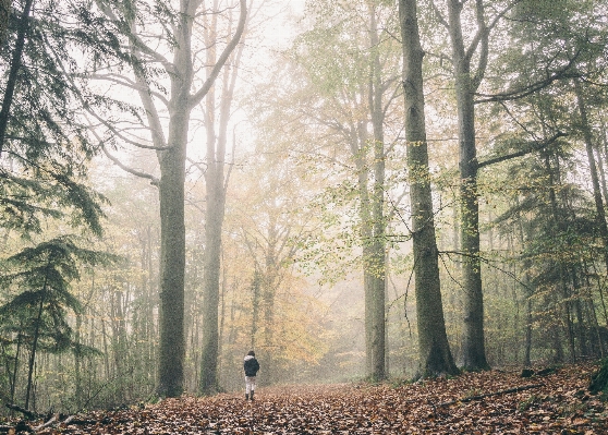 Tree forest wood fog Photo