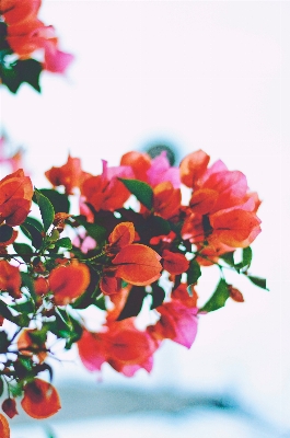 Blossom plant leaf flower Photo