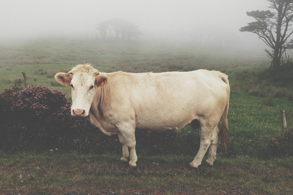 Césped niebla campo granja