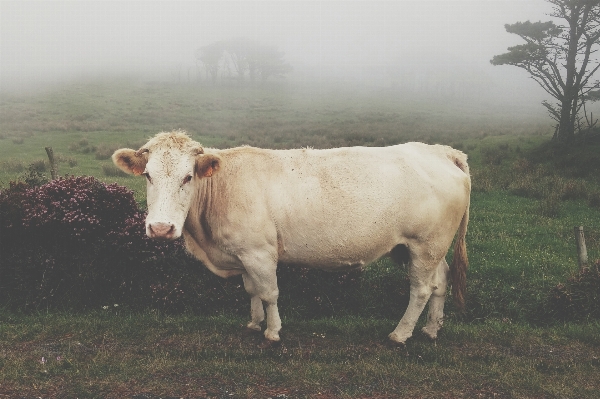 Gras nebel feld bauernhof Foto